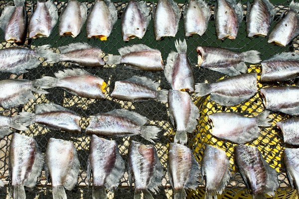 Quels sont les enjeux de la préservation des sites archéologiques en Afrique ?